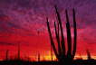 Cactus Sunset San Felipe