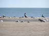 Seagulls San Felipe